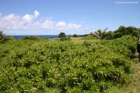 2007_hawaii_0147