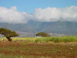 sugar cane fields